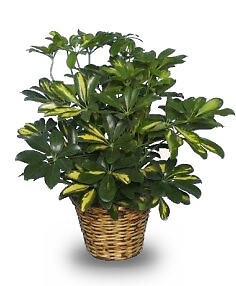 Variegated Dwarf Schefflera