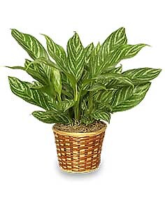 Chinese Evergreen Plant