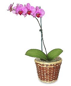 Potted Orchid Plant