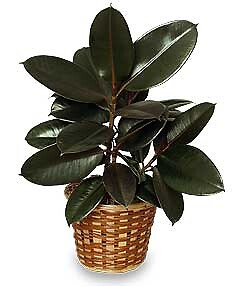 Rubber Plant Basket