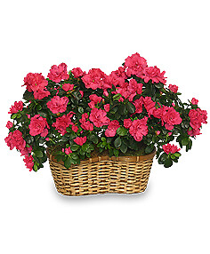 Hot Pink Azalea Basket