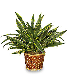 Striped Dracaena Plant