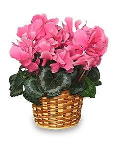 Flowering Cyclamen