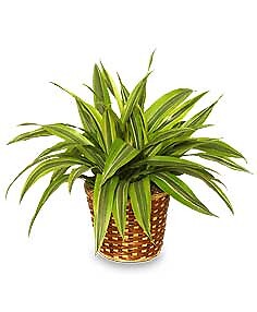 Striped Dracaena