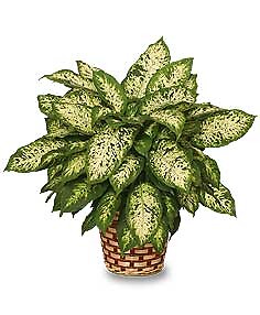 Dumb Cane Plant