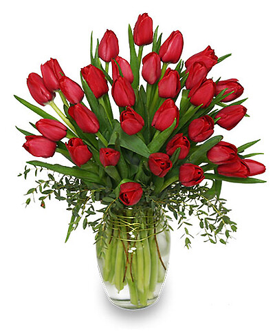 Cherry Red Tulips