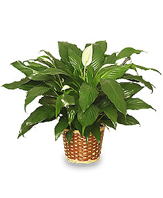 Peace Lily Plant